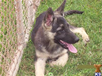 German Shepherd Puppies for Sale